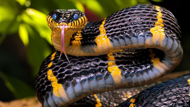 Всемирный день змей отметили в новосибирском зоопарке
