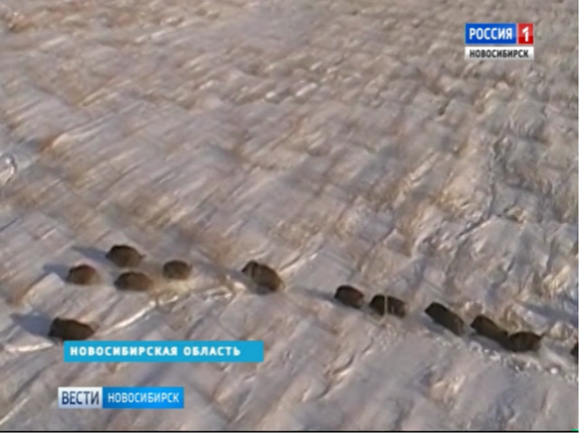 Жители Новосибирской области незаконно убили косулю 