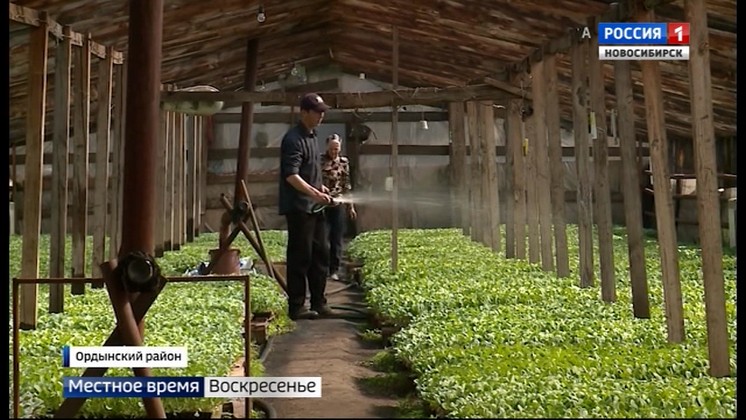 В Ордынском районе области аграрии впервые начали сажать картофель и цветную и капусту