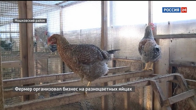 Фермер из Новосибирской области продает куриные яйца всех цветов радуги