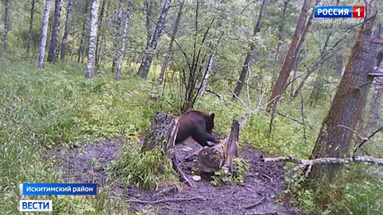 Охотовед объяснил появление медведя вблизи деревни в Новосибирской области