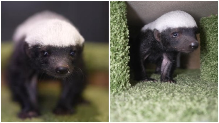 В новосибирском зоопарке показали четырёхмесячного детёныша медоеда