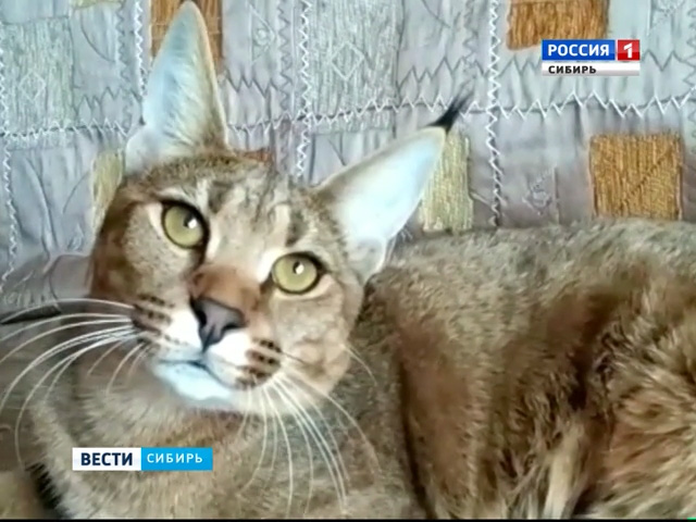Жительница Барнаула продала машину, чтобы купить редкую кошку за миллион рублей