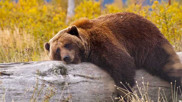 В Новосибирской области медведь поплатился жизнью за нападение на двух коров