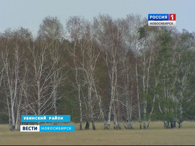 В Убинском районе гибнут триста гектаров леса