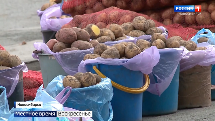 «Вести Новосибирск» изучили ценники на картошку и узнали виды на урожай
