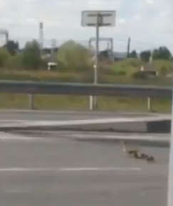 Мама-утка перевела утят через опасную дорогу в Новосибирске