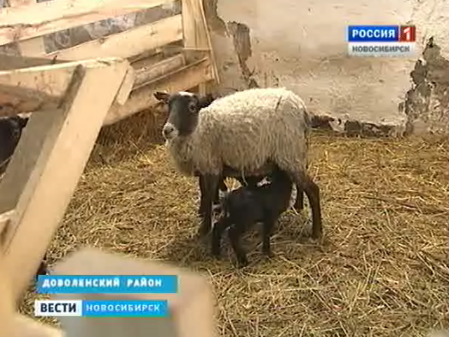 В Доволенский район завезли редкую для России породу овец