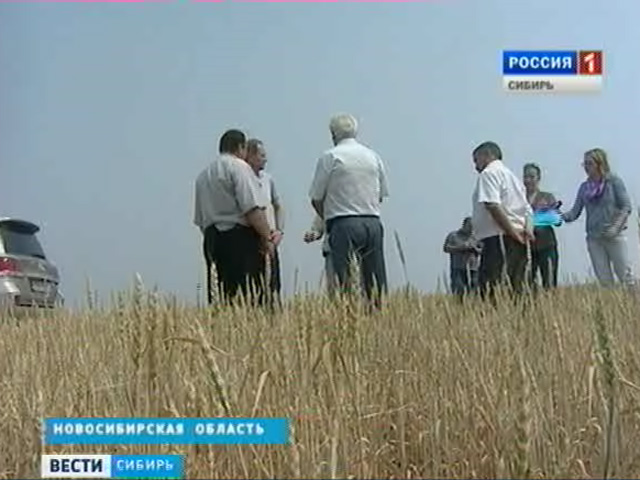 В Новосибирской области идет битва с жарой за будущий урожай