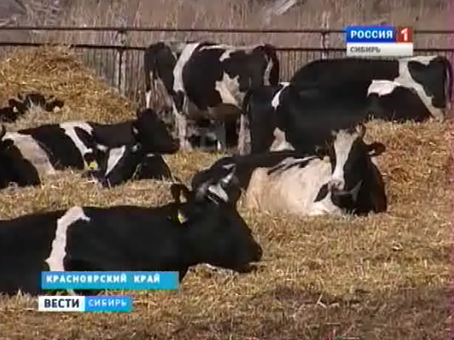 Зоотехники Красноярского края обеспокоены жестоким обращением с животными