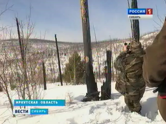 В Иркутской области начинается массовый подсчет диких животных