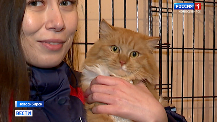 Спасённому коту Гарфилду ищут новый дом в Новосибирске