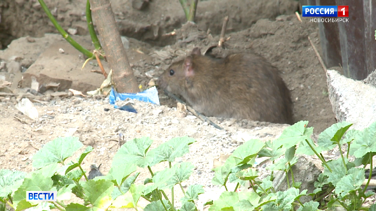 На нашествие крыс пожаловались жители жилмассива в центре Новосибирска