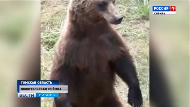 Дюжину медведей встретили рабочие в Томской области