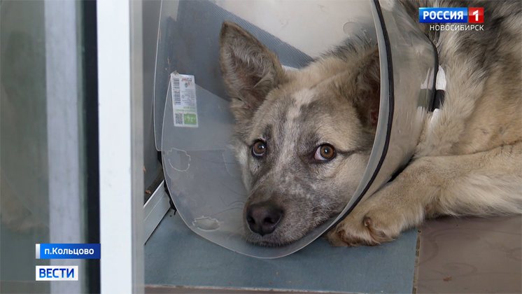 Новая база реабилитации поможет животным с тяжёлыми травмами в Новосибирске