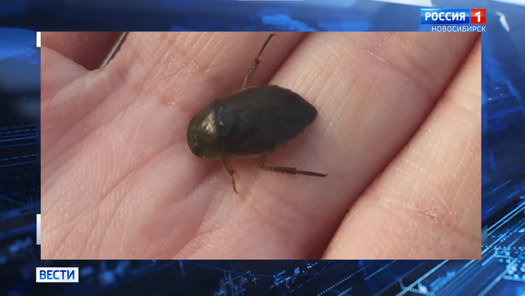 Опасные жуки-плавунцы атаковали Новосибирскую область