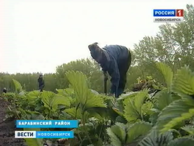 Плодово-ягодные хозяйства области рассчитывают получить хороший урожай