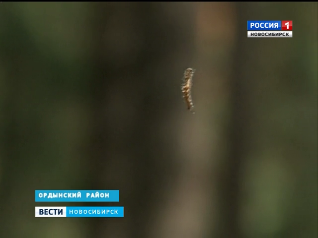 Исчез ли шелкопряд в обработанных лесах Ордынского района?