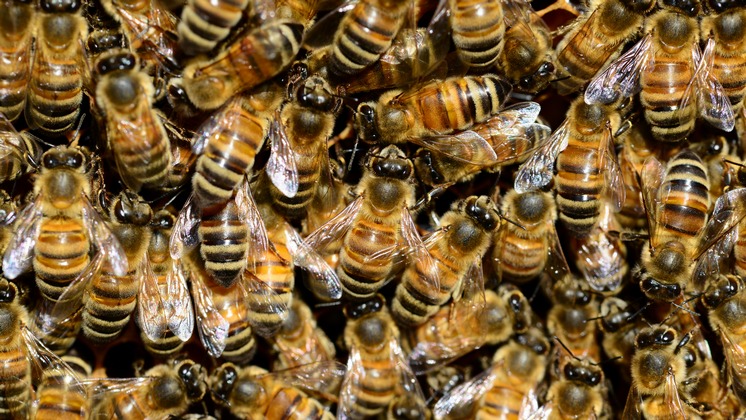 Пестициды стали причиной массовой гибели пчел в Новосибирской области летом 2022 года