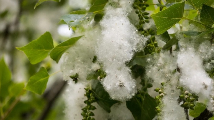 Тополиный пух заполонил Новосибирск: как пережить сезон пыльцы