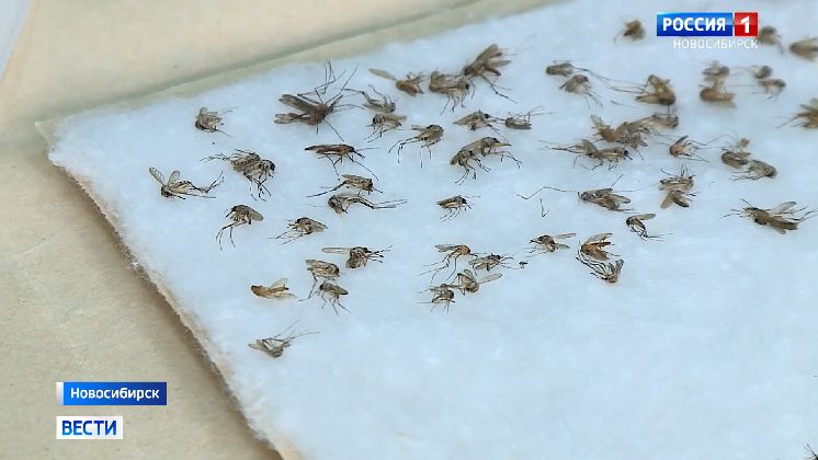 Учёные дали прогноз по комарам и мошкам летом в Новосибирской области