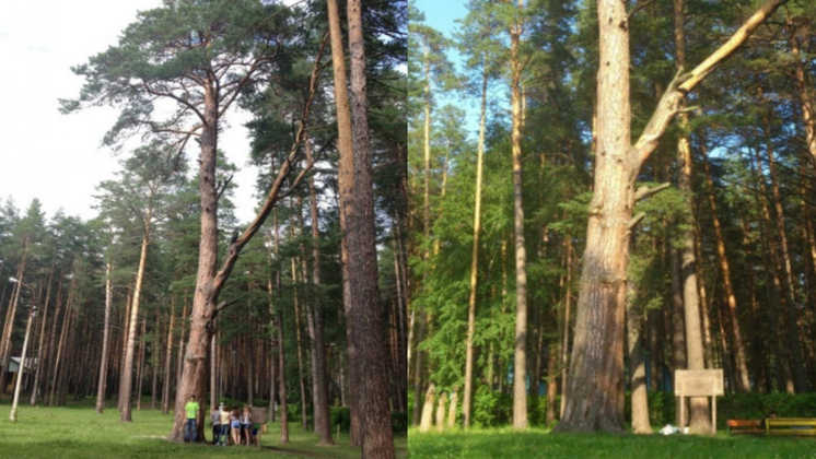 323-летняя сосна из Новосибирской области претендует на звание главного дерева страны