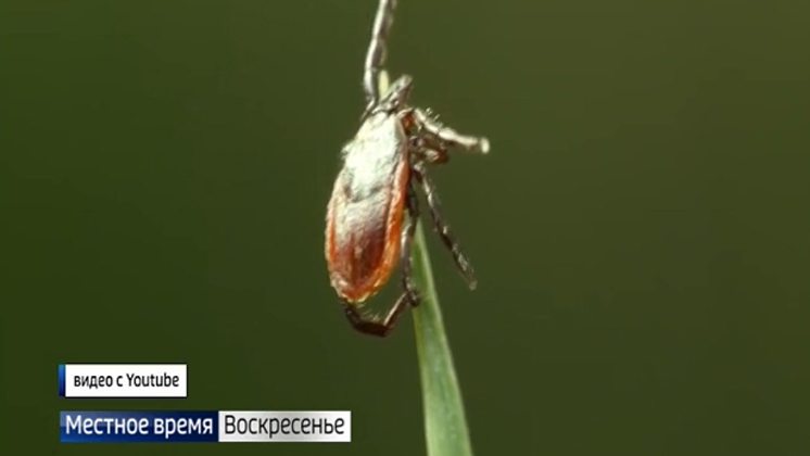 Наибольшую активность клещей зафиксировали в четырёх районах Новосибирской области