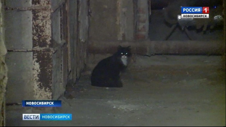 Жильцы дома в Ленинском районе спасли из подвала замурованных кошек