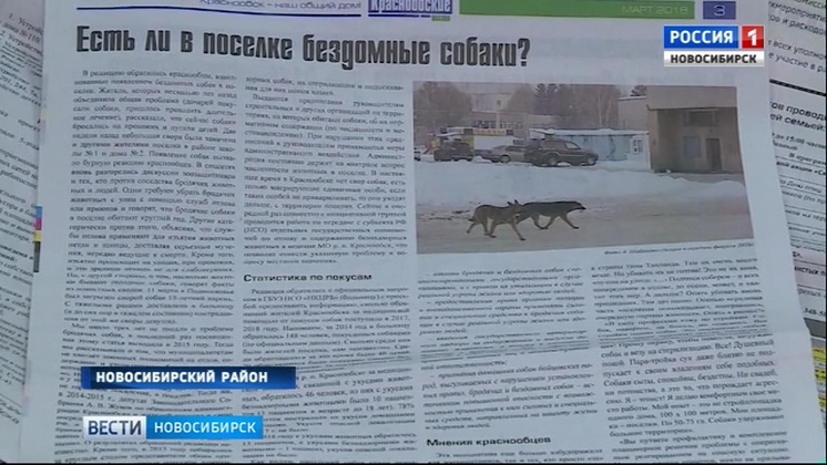 В Краснообске проведут дополнительный отлов бездомных собак   