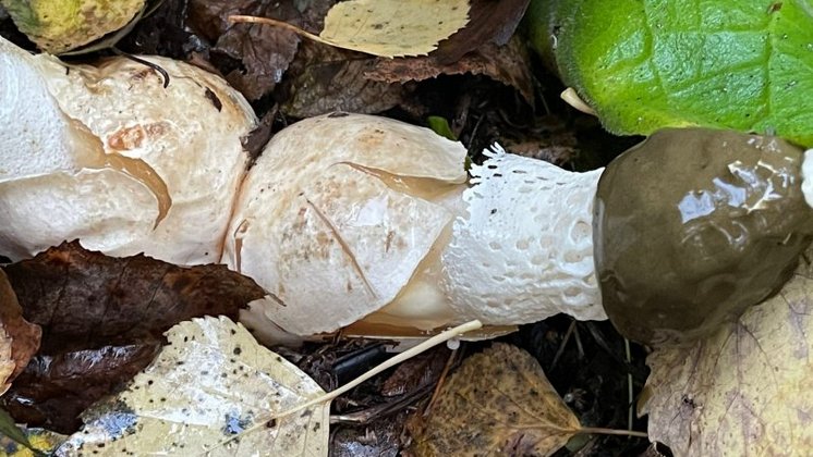 Грибы неприличной формы нашли в лесу под Новосибирском