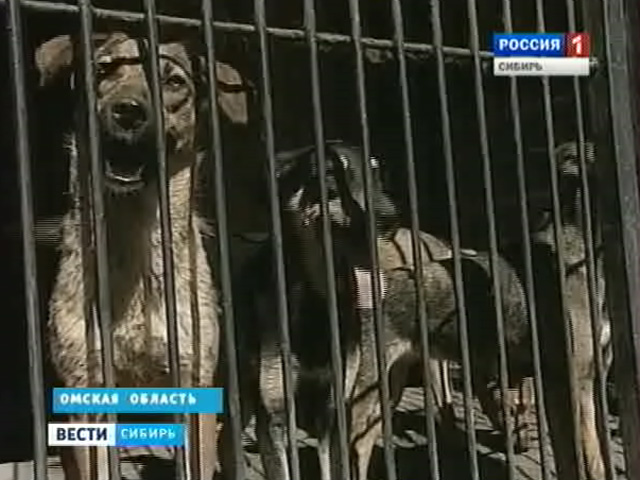 Сибирские общественники и обычные граждане встают на защиту обездоленных животных