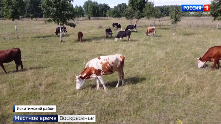 Фермерские хозяйства активно развиваются в Новосибирской области