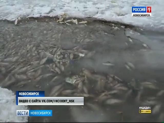 В Новосибирске на одном из водоемов заметили массовую гибель рыбы