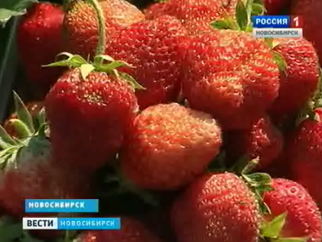 На дачах новосибирцев начался земляничный сезон