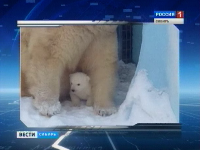 В Новосибирском зоопарке начал выходить на улицу малыш белого медведя
