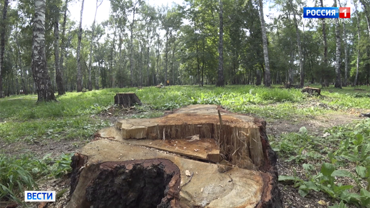 Жара повышает риск обрушения аварийных деревьев в Новосибирске