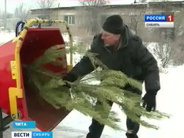 Новогодним деревьям в сибирских регионах ищут новое применение