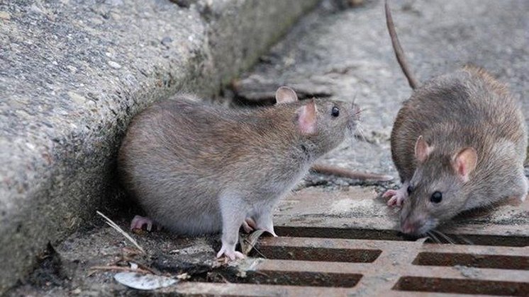 На полчища крыс в центре пожаловались жители Новосибирска