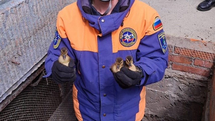 В Новосибирске спасли упавших в приямок дома утят и вернули беспокойной крякве