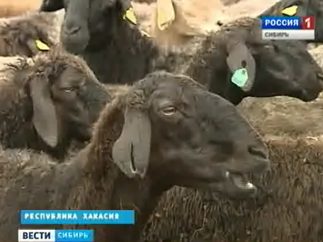 Хакасские овцы завоевали почетные места на всероссийской выставке в Чите