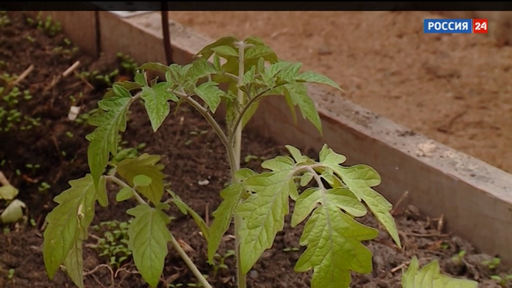 «Дача»: как уберечь рассаду томатов от весенних заморозков?