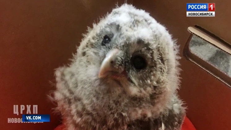 Маленького совенка спасли новосибирские зоозащитники