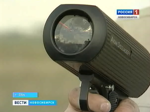 В аэропорту &quot;Толмачёво&quot; развернули войну против пернатых