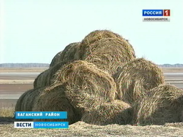 Животноводы Новосибирской области готовятся к зиме