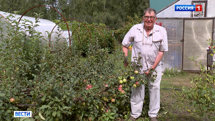 Яблочный Спас: новосибирские садоводы поделились секретами богатого урожая