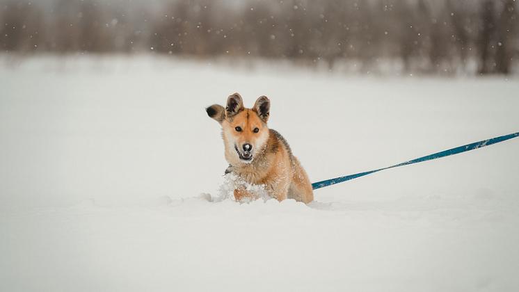 Вышедшего на прогулку с собакой 48-летнего новосибирца спасли от обморожения в лесу