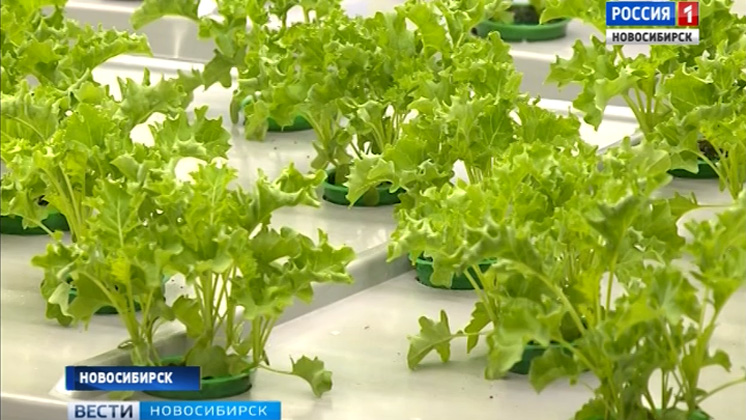 Чудо урожай из умной теплицы: новосибирские изобретатели собирают овощи круглый год