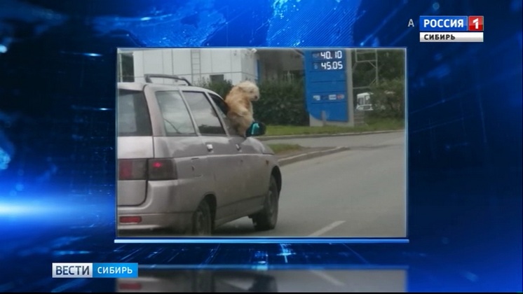 Собака-экстремал из Томска стала героем соцсетей