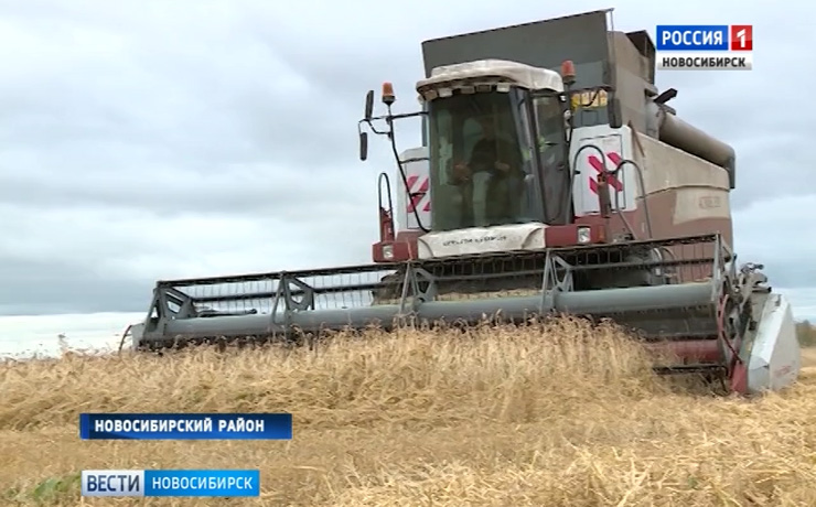 Новосибирские аграрии завершают уборку зерновых в непростых условиях