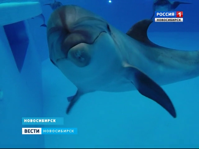 Дельфины, белухи и моржи поселились в Новосибирском зоопарке